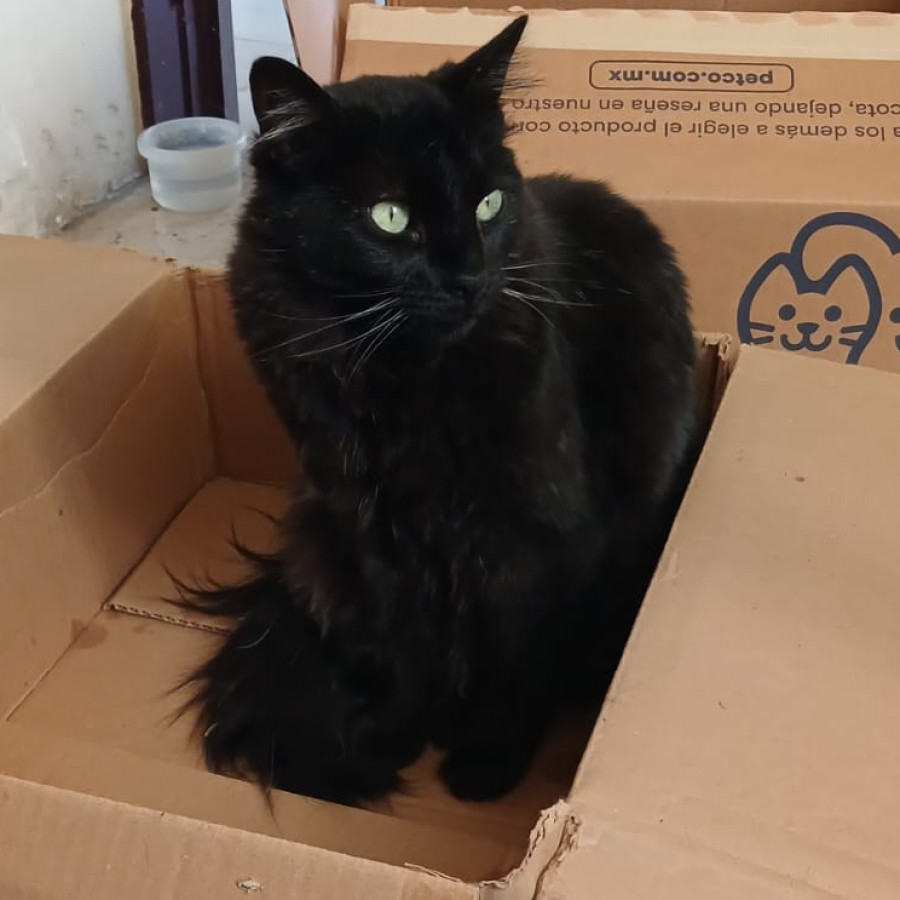 YEONGI | Raza Angora Turco Negro | Perdido