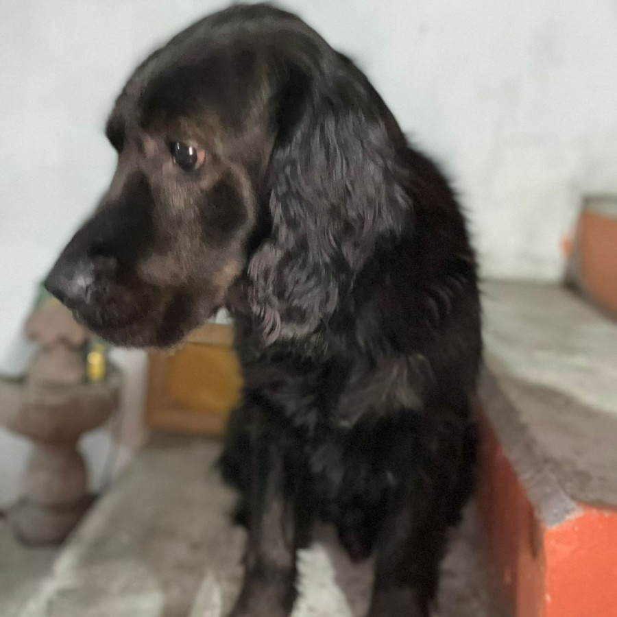 FRODO | Raza Mestizo, cruza de Cocker Spaniel con Labrador | Perdido