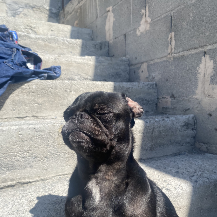 NALA | Raza Pug o Carlin | Perdida