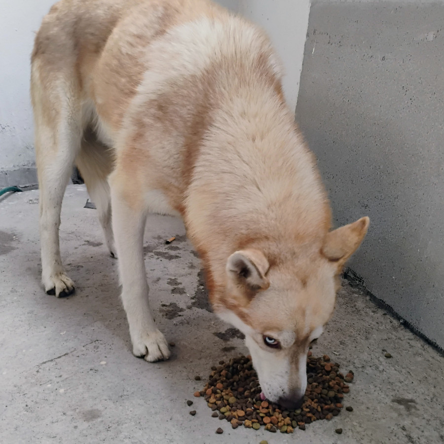  | Raza Husky Siberiano | Encontrado