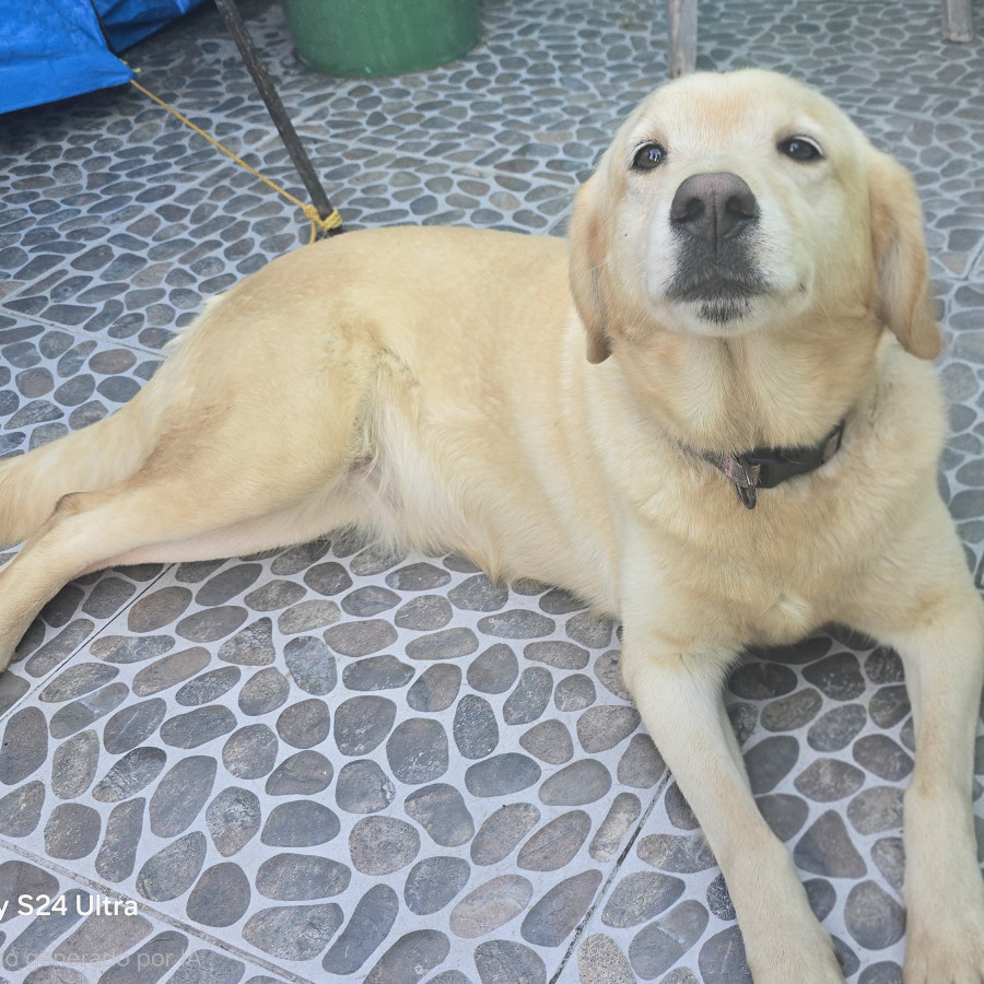 FANY | Raza Mestiza, cruza de Labrador con Husky | Perdida