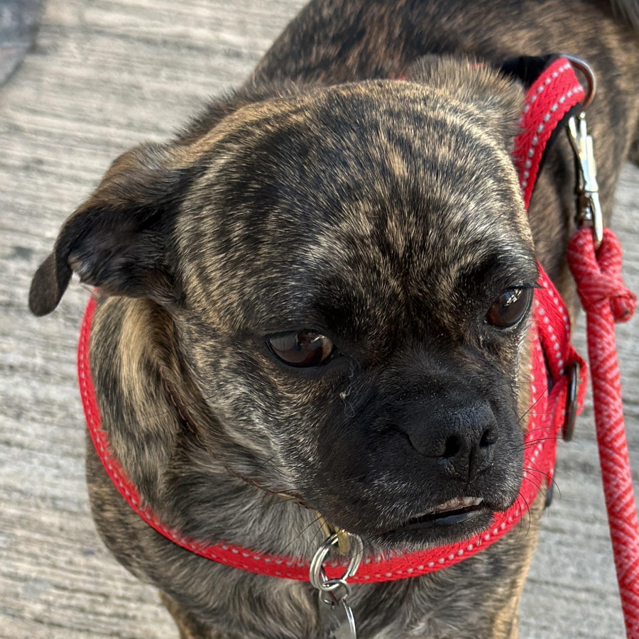 YODA | Raza Mestiza, cruza de Pug | Perdida
