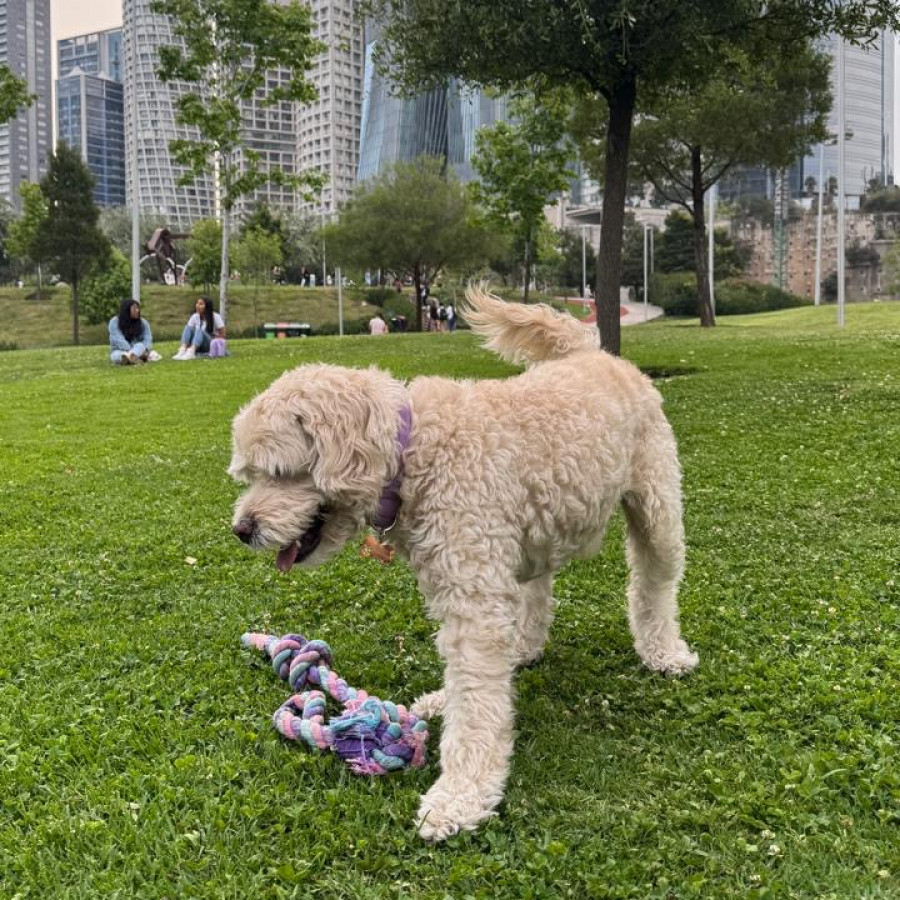 HENRY | Raza Mestizo, cruza de French Poodle con  Maltés,  (Maltipoo) | Perdido