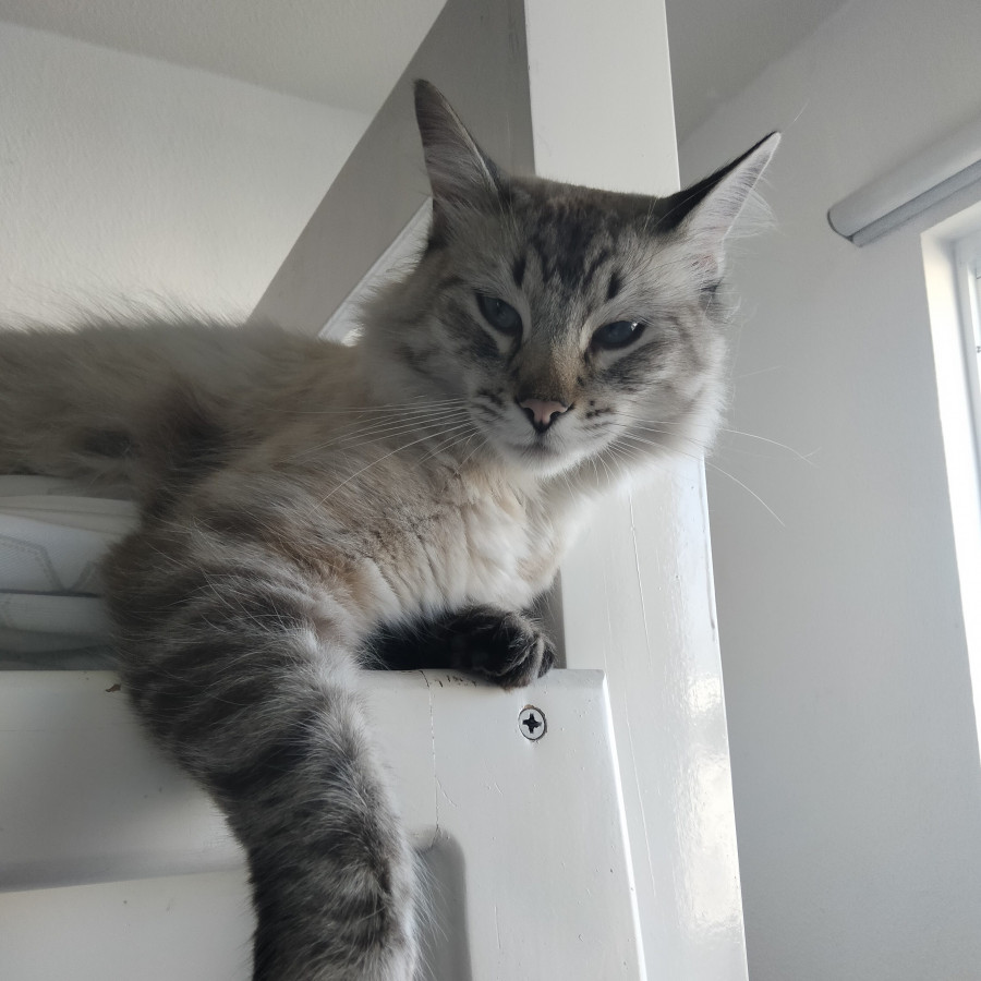 HARRY | Raza Balinés punto tabby | Final Feliz