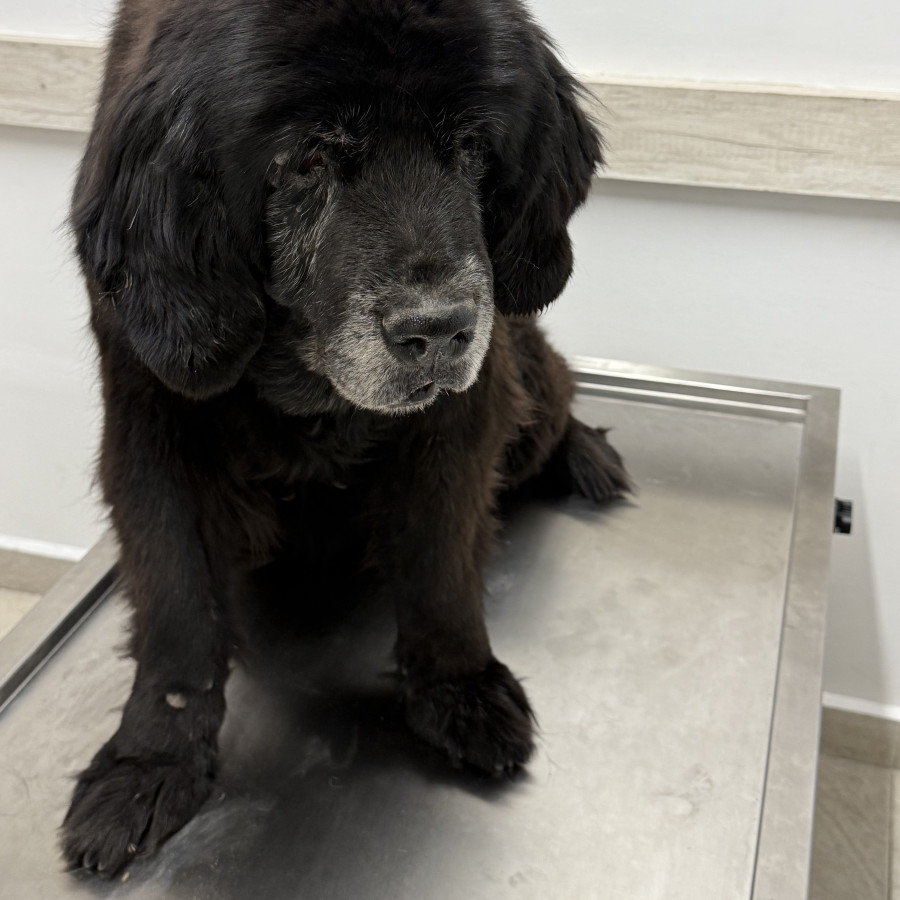  | Raza Terranova o Newfoundland | Encontrada