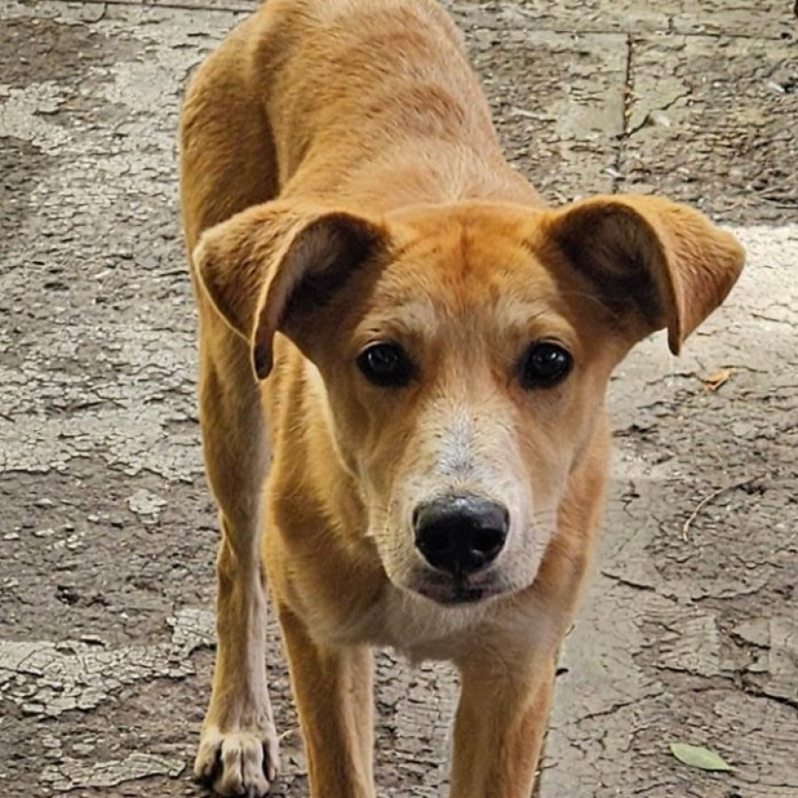  | Raza Mestiza | Encontrada