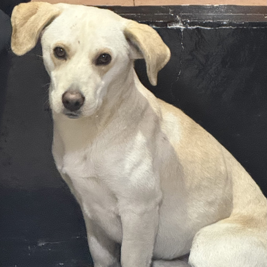  | Raza Mestizo, posible cruza de Labrador | Encontrado