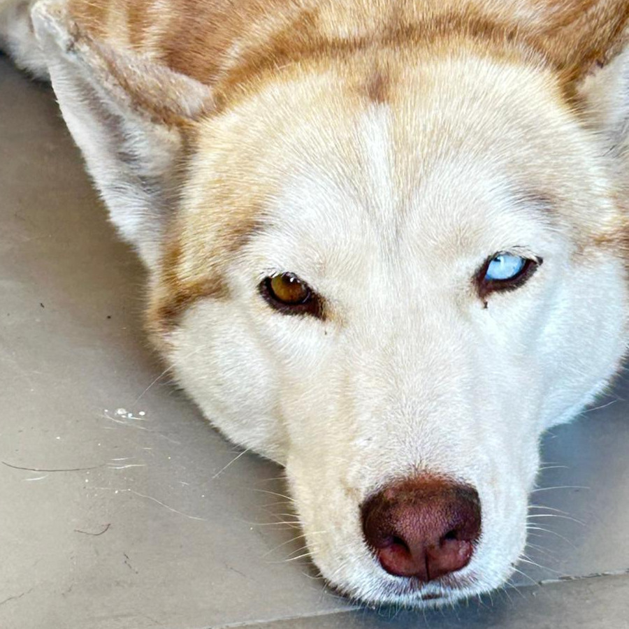 BLONDIE | Raza Husky Siberiano | Final Feliz