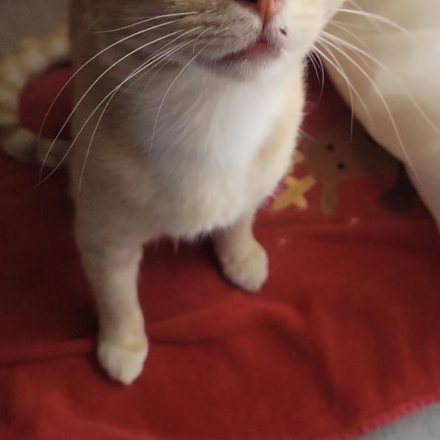 CHETTO | Raza Doméstico Américano de Pelo Corto | Perdido