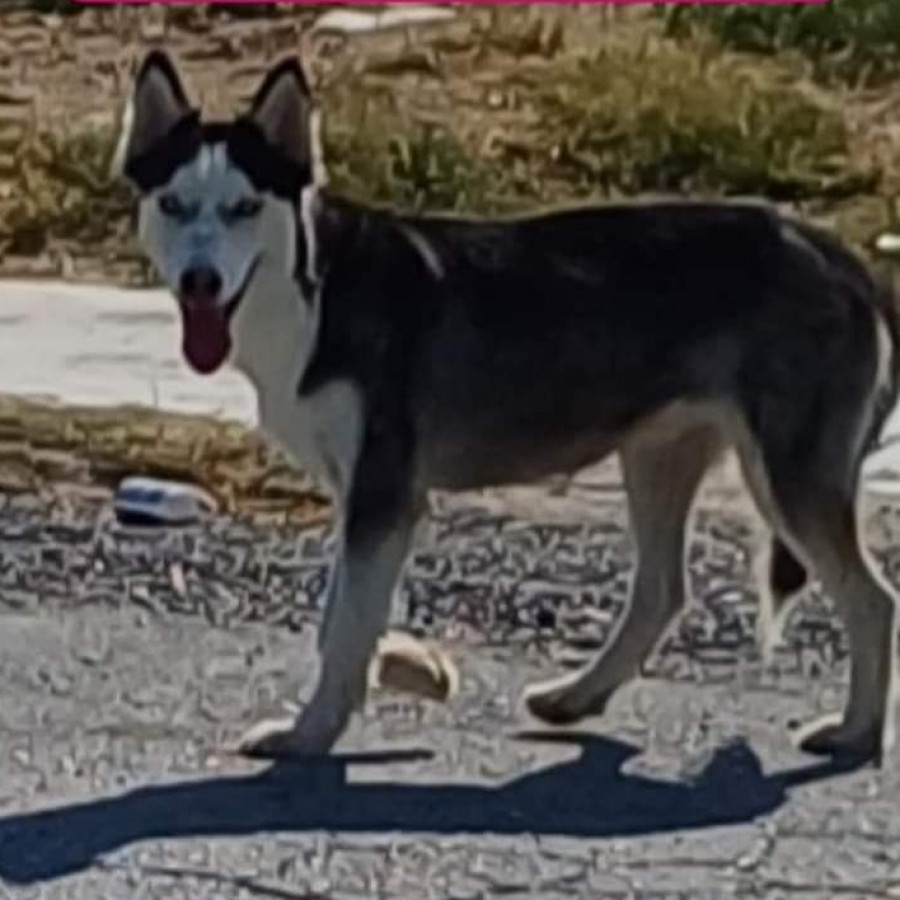 ZOÉ | Raza Husky Siberiano | Perdida