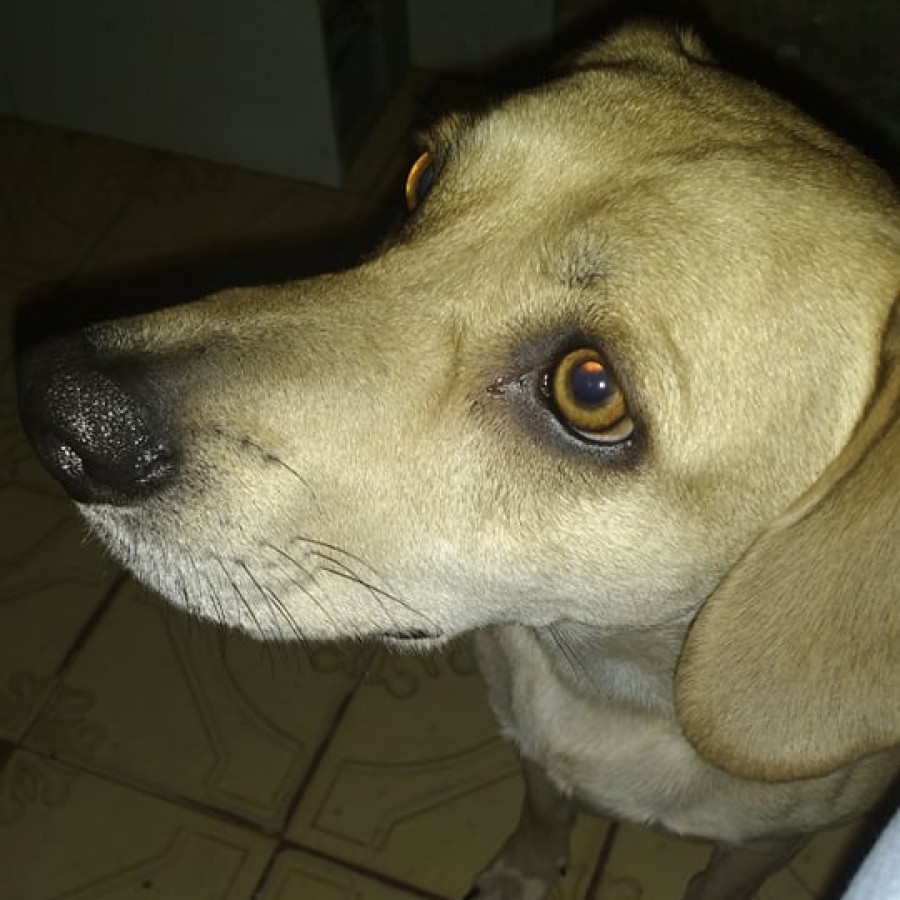 MAX | Raza Mestizo | Perdido