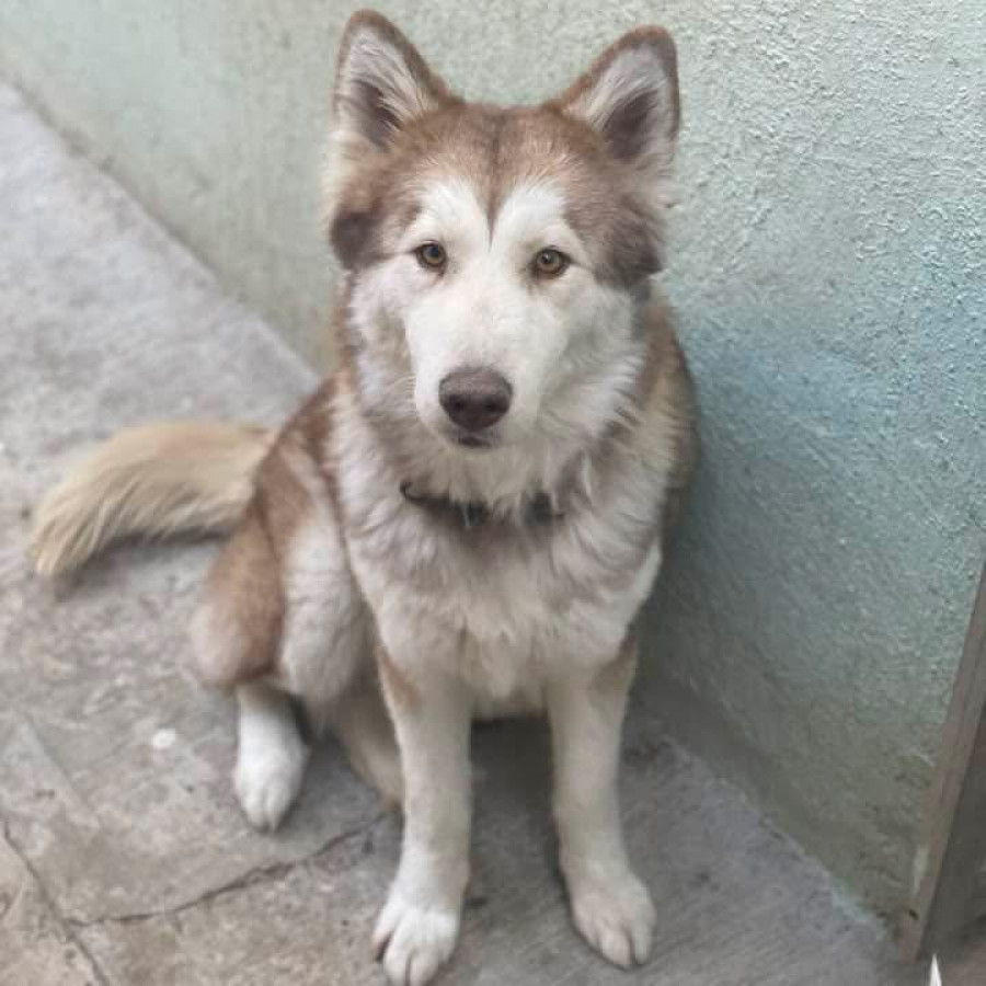 HACHI | Raza Husky Siberiano | Perdida