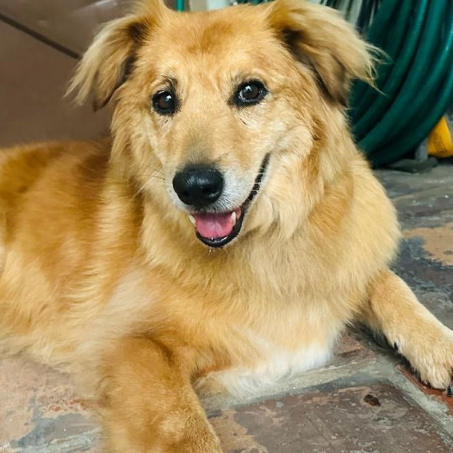  | Raza Mestiza, posible cruza de Golden Retriever | Encontrada