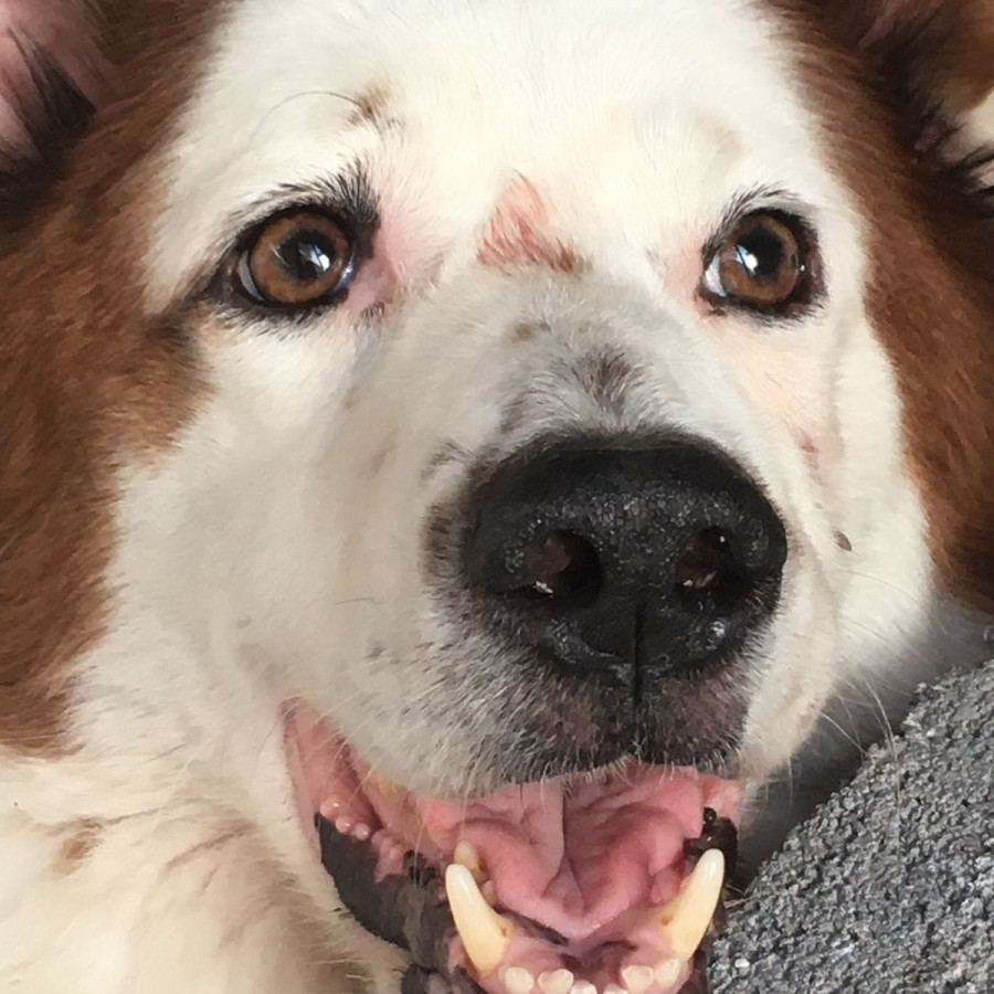 MUÑECA | Raza Mestiza | Perdida