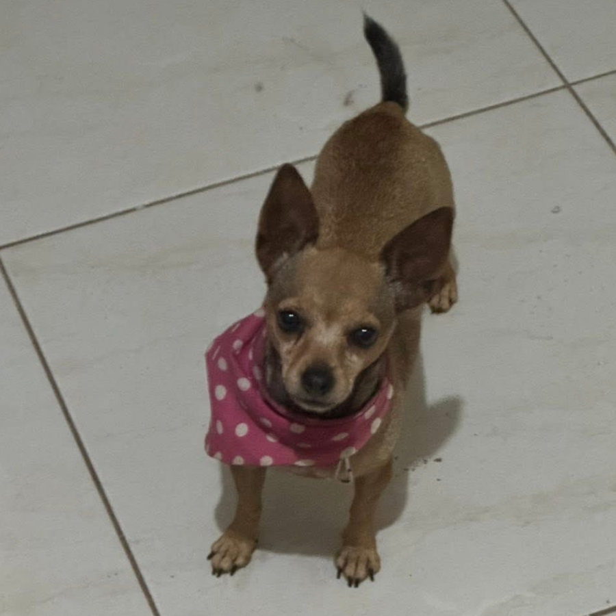 MUÑECA | Raza Chihuahua | Perdida