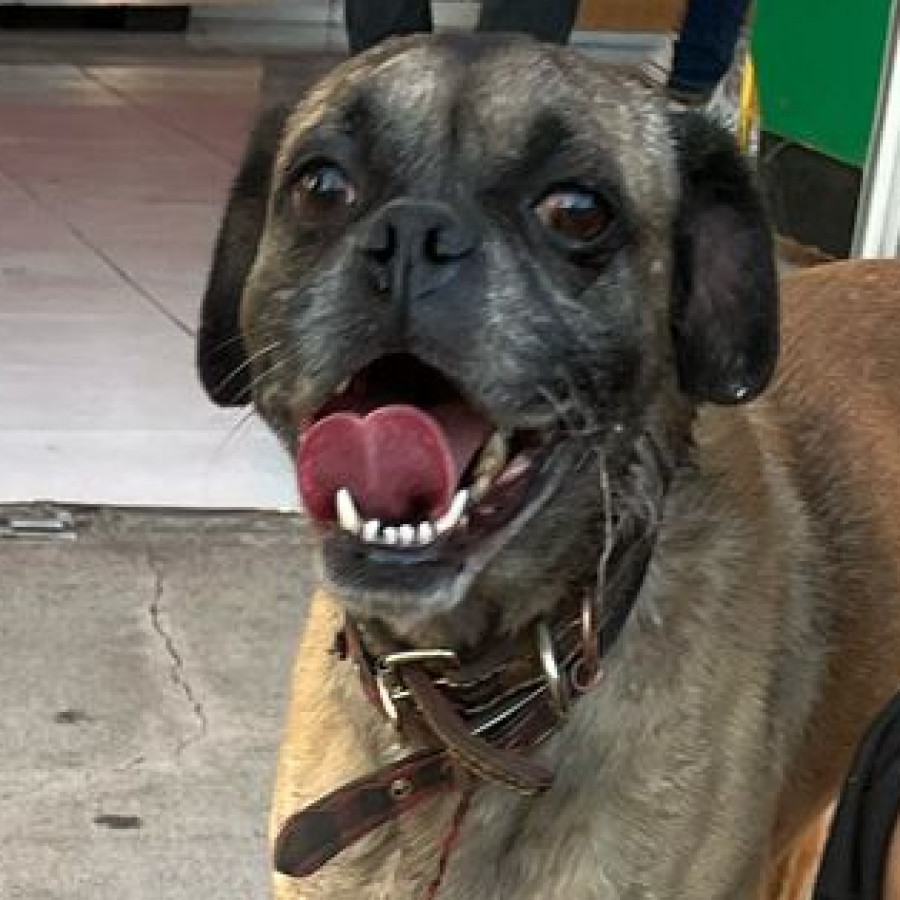  | Raza Mestizo, cruza de Pug | Encontrado