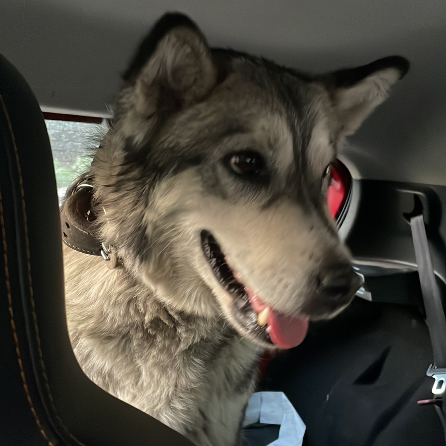  | Raza Husky Siberiano | Encontrada