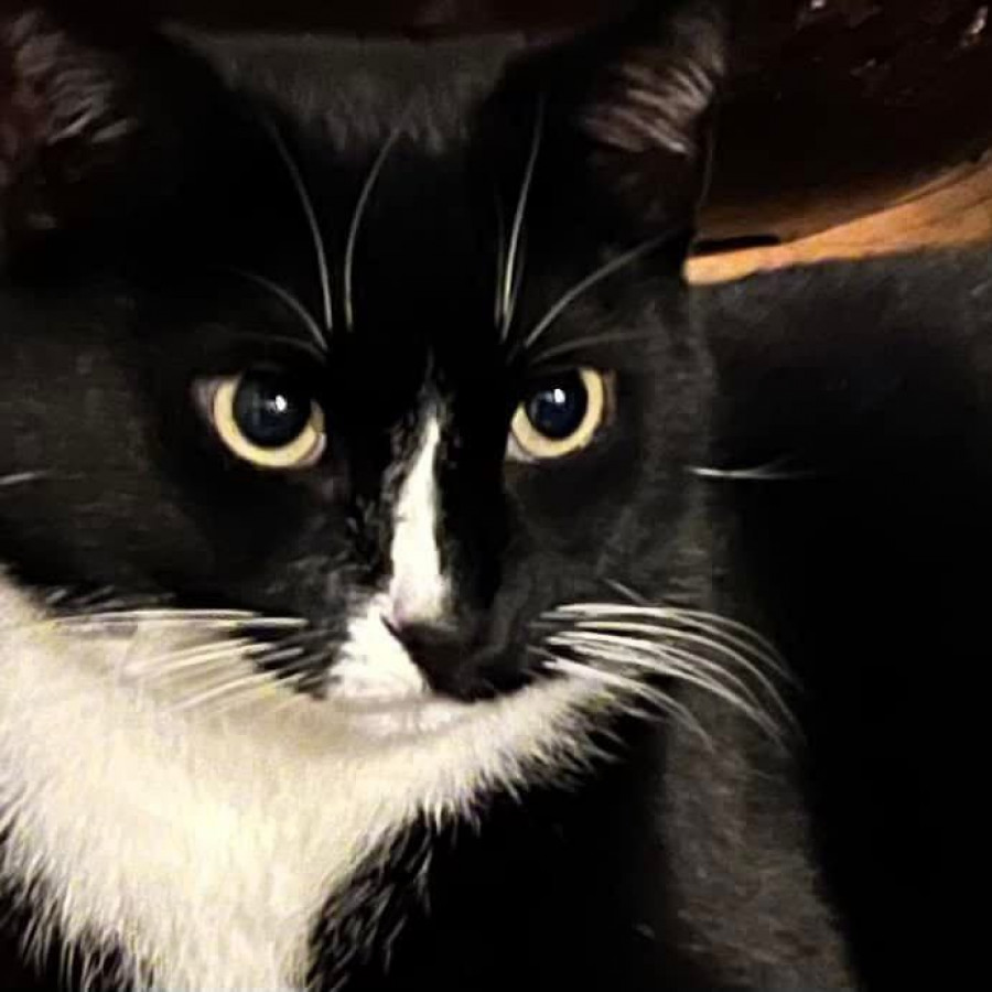 NEGRA | Raza Doméstico Américano de Pelo Corto | Final Feliz