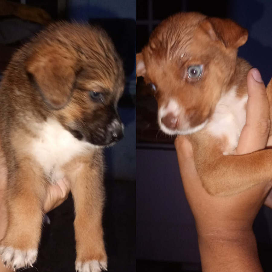 CHIQUILÍN  Y OSO | Raza Mestizos | En Adopción