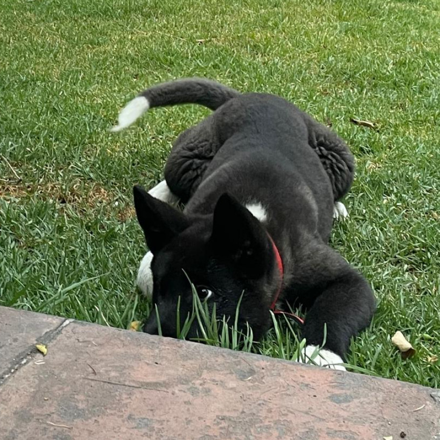 ZUKI | Raza Akita Americano   | Perdida