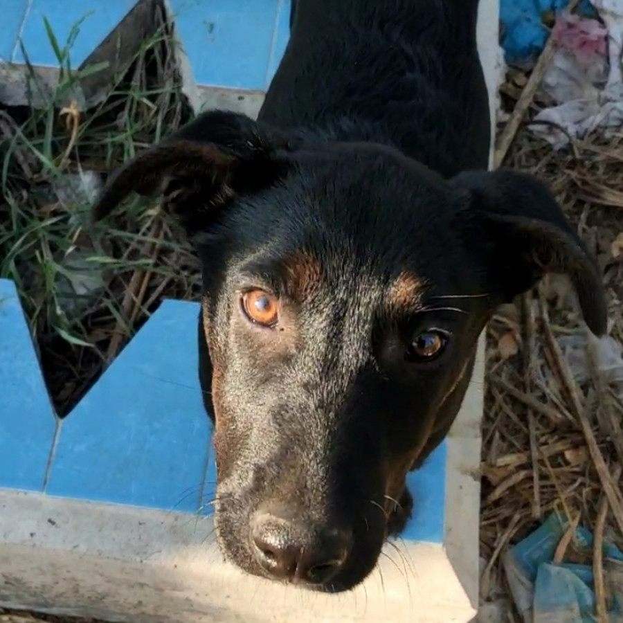 PRINCESA | Raza Mestiza | Perdida