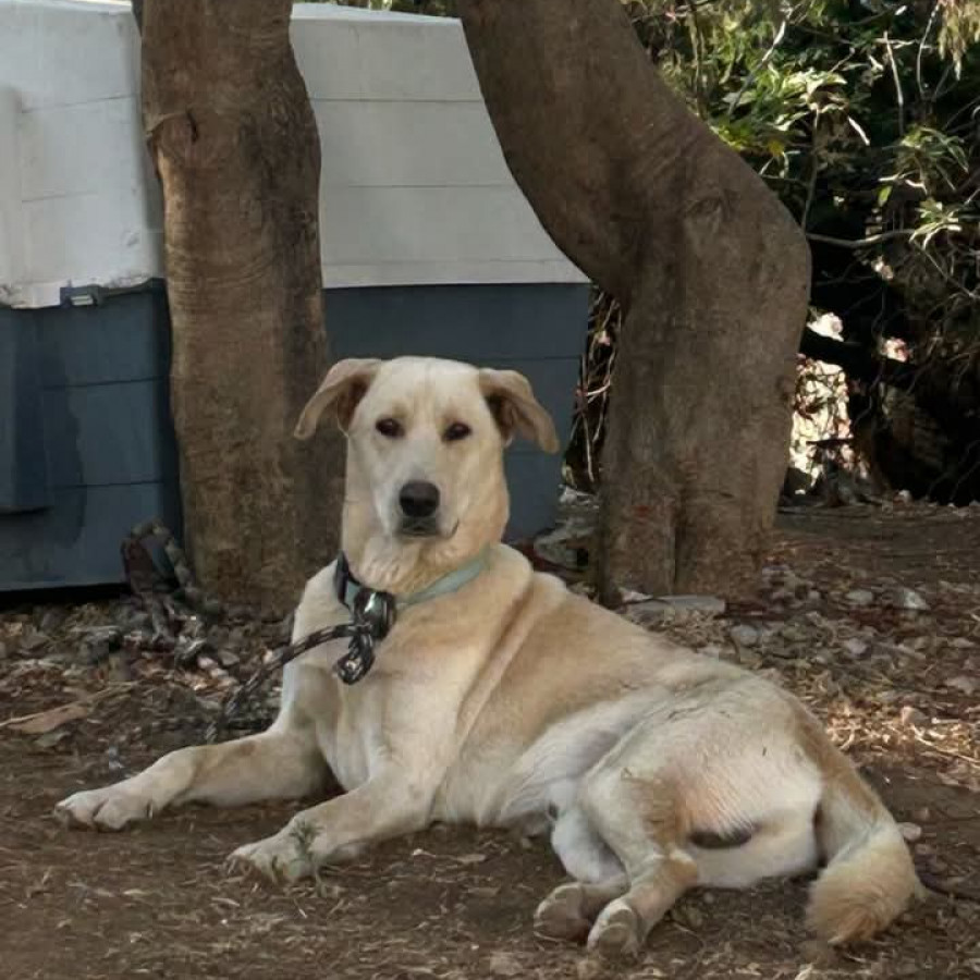  | Raza Mestizo, cruza de Labrador | Encontrado