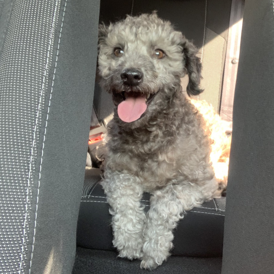 BETO | Raza Mestizo, cruza de French Poodle con Schnauzer, (Schnoodle) | Final Feliz