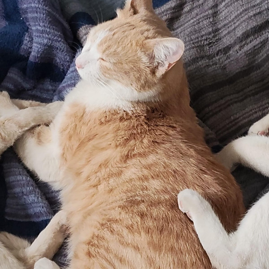 CHETO | Raza Doméstico Américano de Pelo Corto | Final Feliz