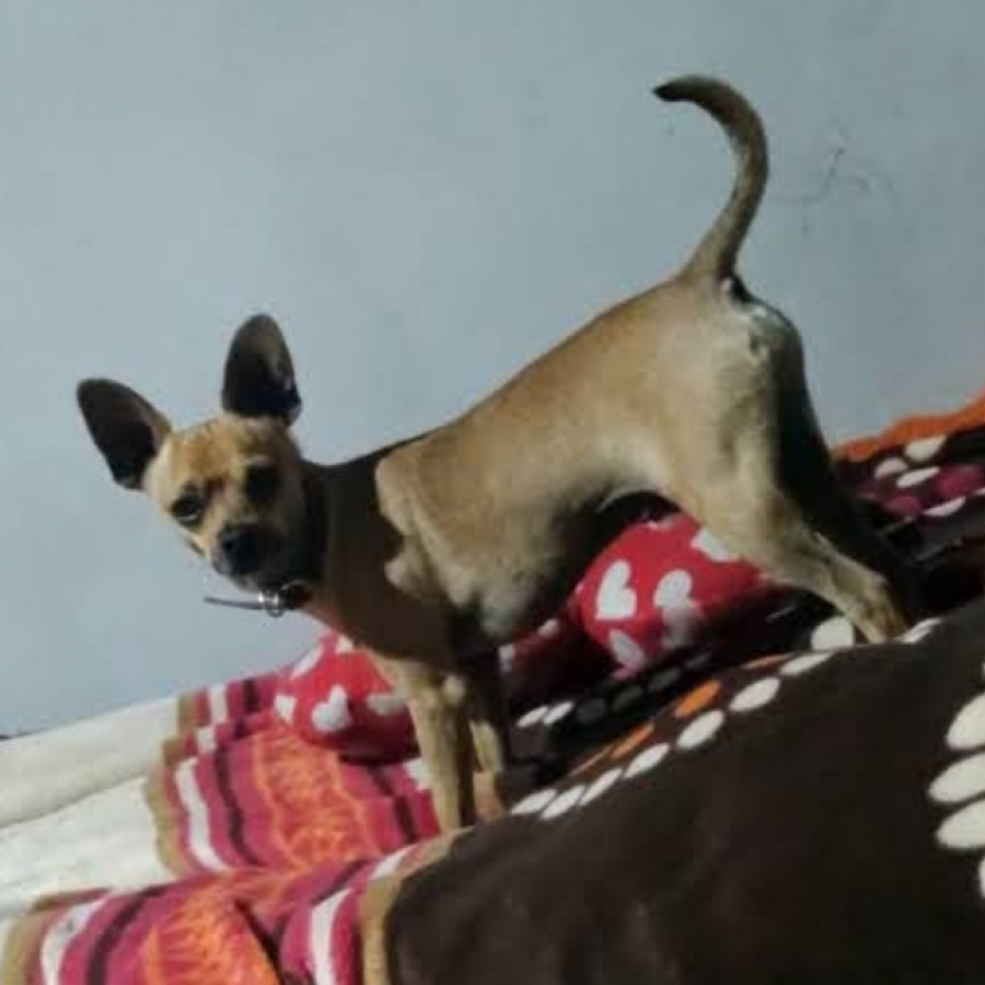 CHOCO | Raza Chihuahua | Perdido