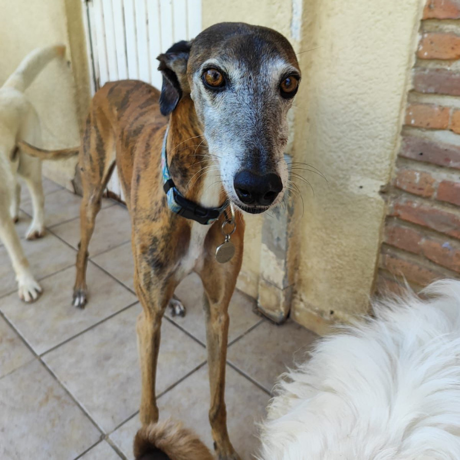 KISIRO | Raza Galgo Español | Perdido