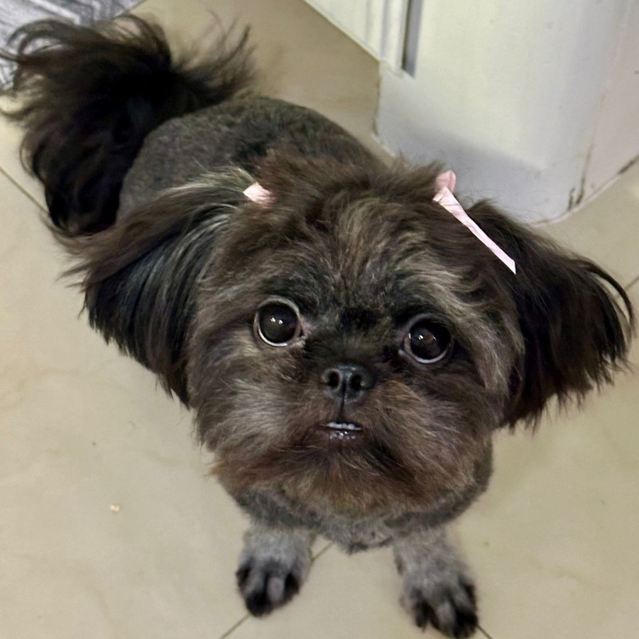 CHALUPA | Raza Shih Tzu  | Perdida