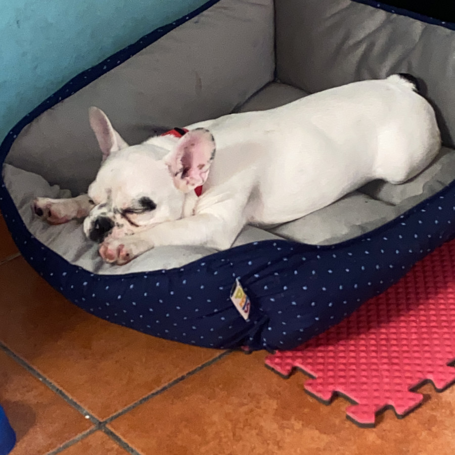 KOBY | Raza Bulldog Francés  | Final Feliz