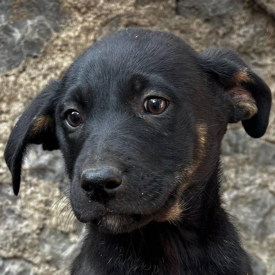 ROCKY | Raza Mestizo | En Adopción