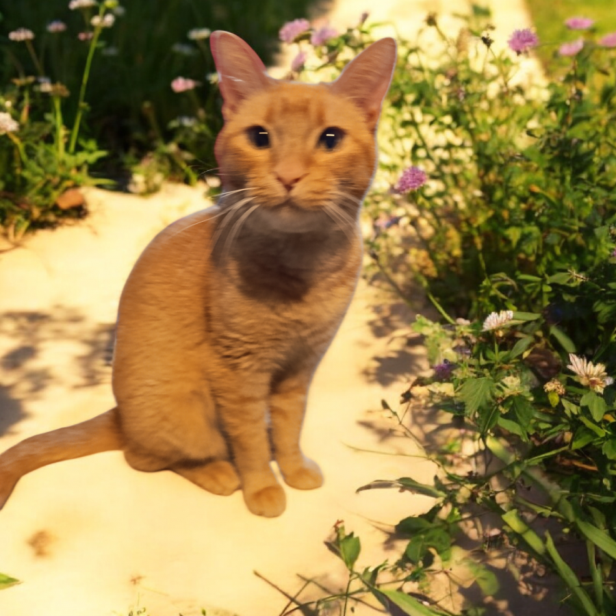 MOLLY | Raza Doméstico Américano de Pelo Corto | En Adopción