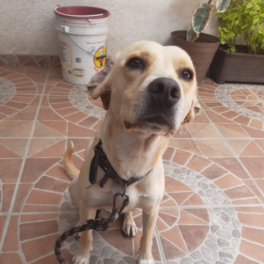JAKE | Raza Mestizo, cruza de Labrador | Perdido