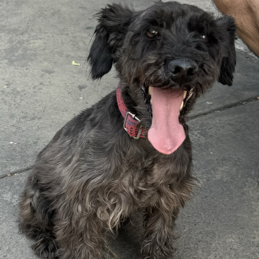  | Raza Schnauzer | Encontrado