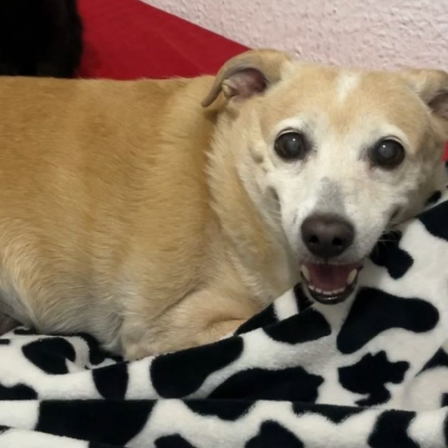 GOHAN | Raza Chihuahua | Final Feliz