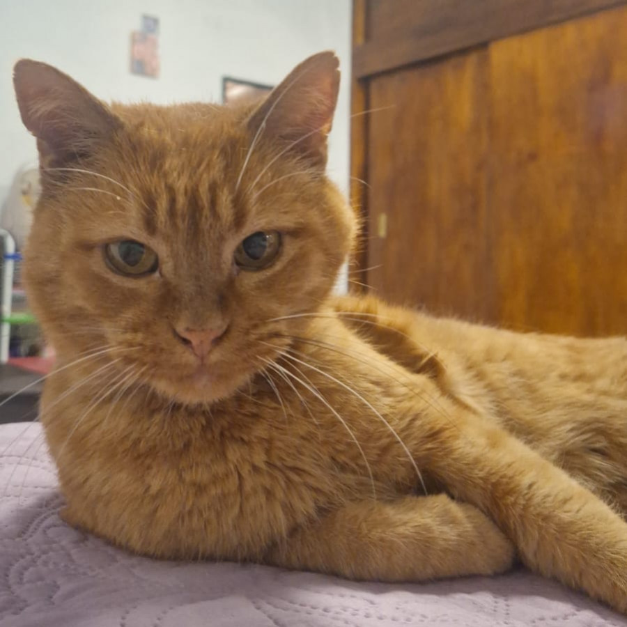 CHATRÁN | Raza Doméstico Américano de Pelo Corto | Perdido