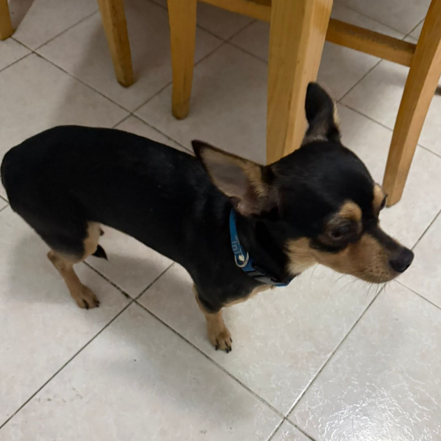  | Raza Chihuahua | Final Feliz