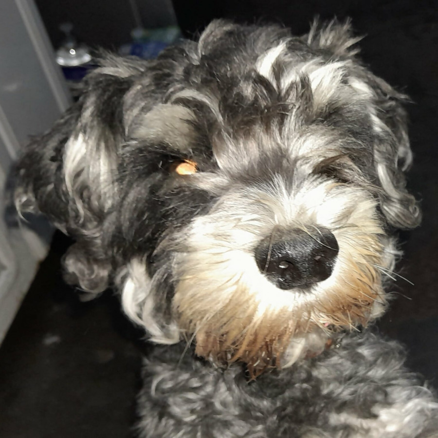 NEGRO | Raza Schnauzer | Perdido