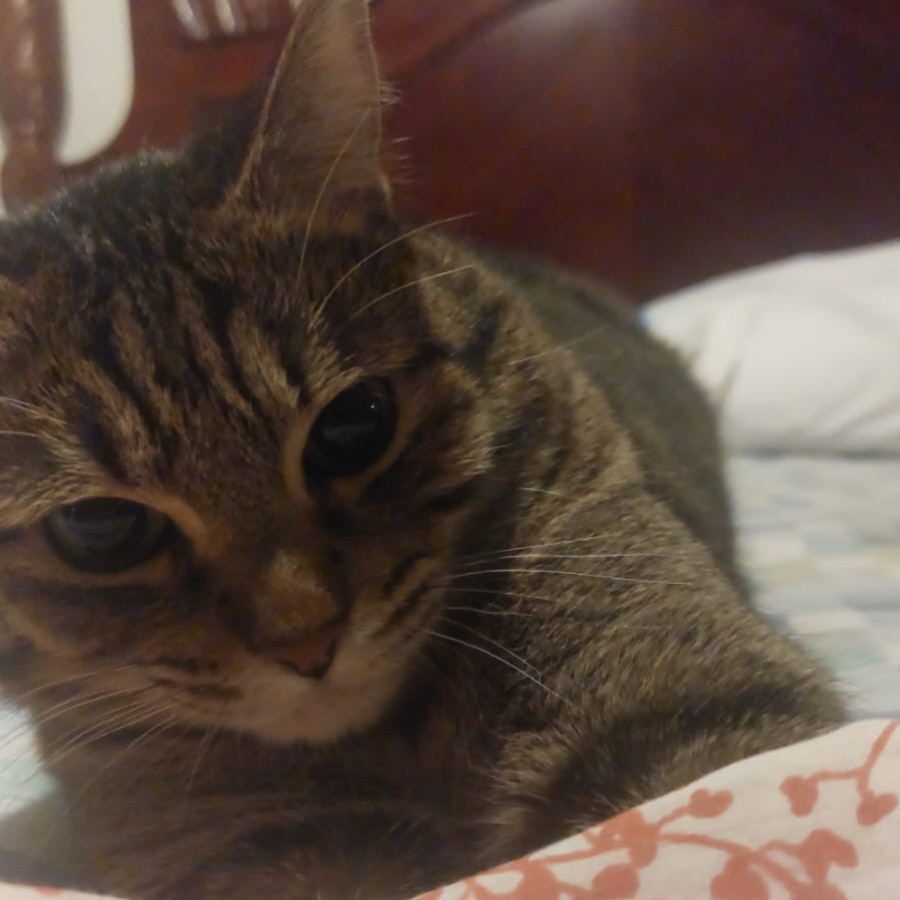 CHITO | Raza Doméstico Américano de Pelo Corto | Final Feliz