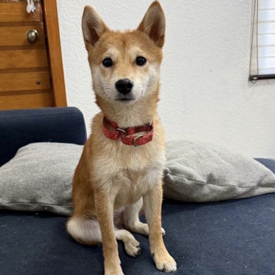 KIBA | Raza Shiba Inú | Perdida