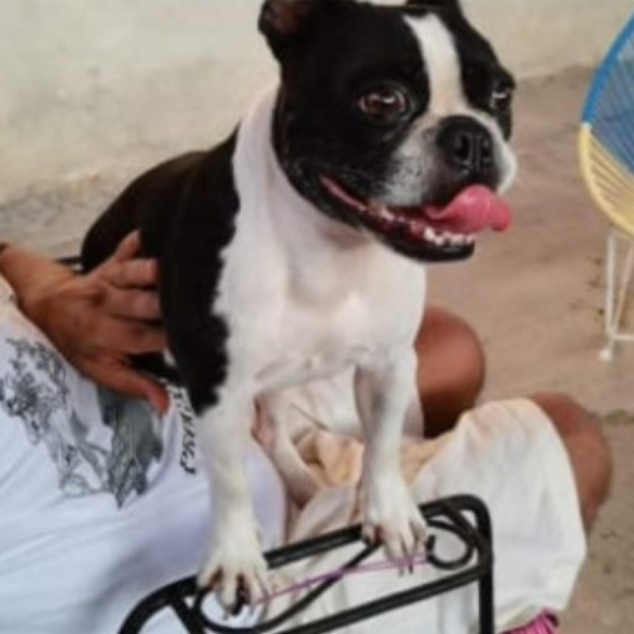 VAQUITA | Raza Boston Terrier  | Perdida