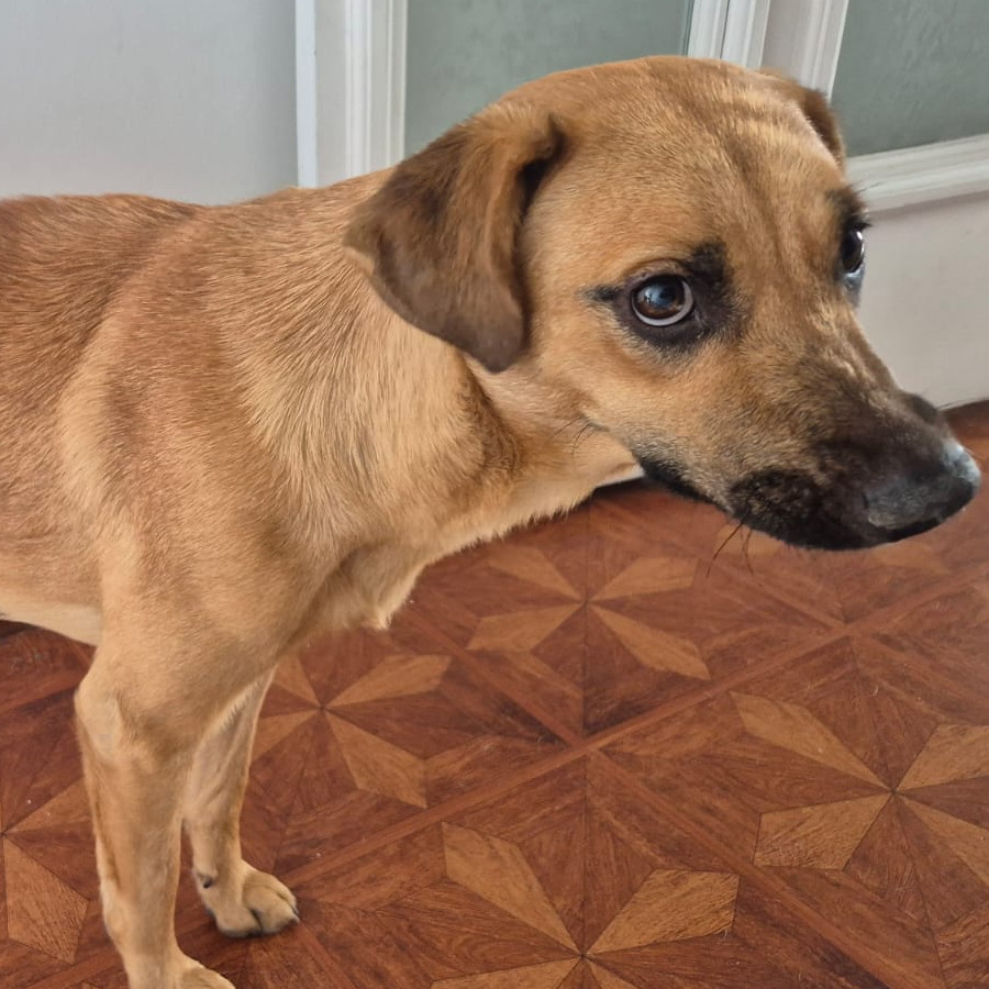  | Raza Mestiza | Encontrada