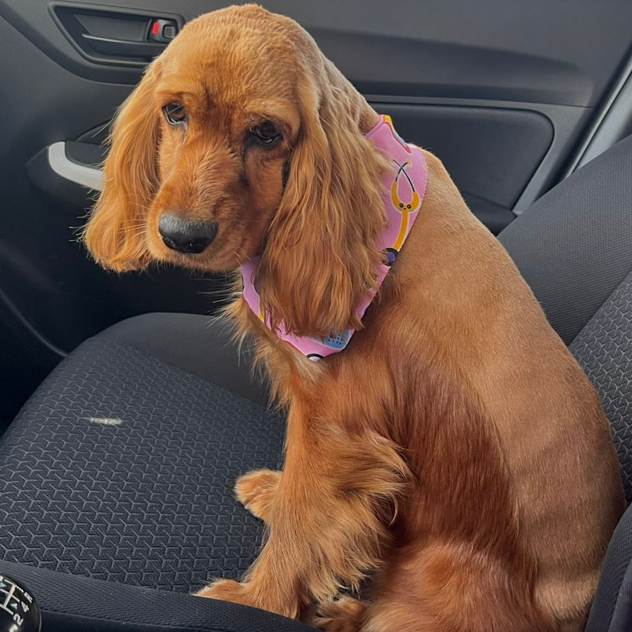 MOLLY | Raza Cocker Spaniel | Perdida