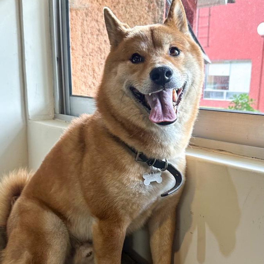 FOSTER | Raza Shiba Inú | Final Feliz