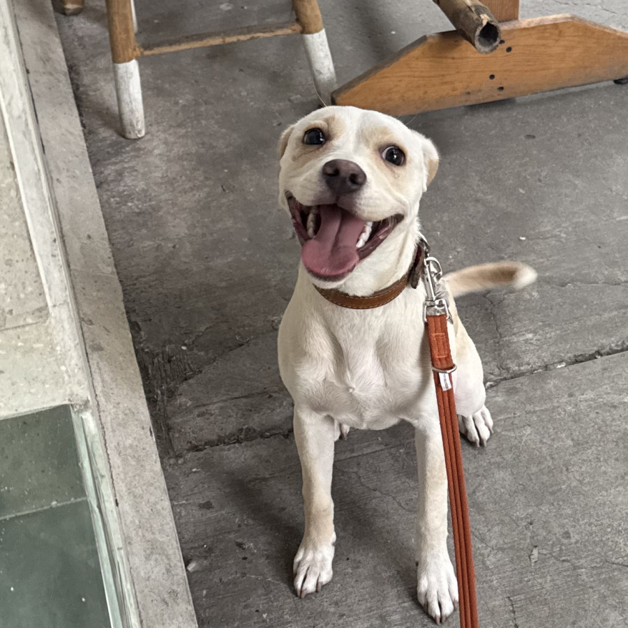  | Raza Mestiza, posible cruza de American Pitbull Terrier con Labrador | Encontrada