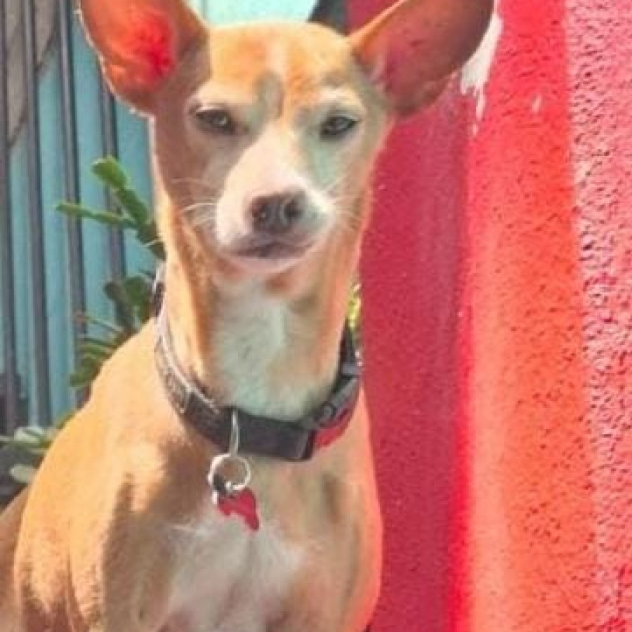 PATAS O HACHI | Raza Chihuahua | Final Feliz