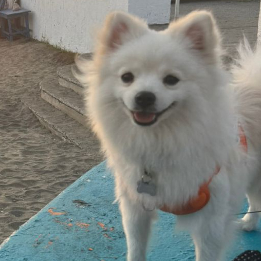 TOTO | Raza Pomerania | Perdido