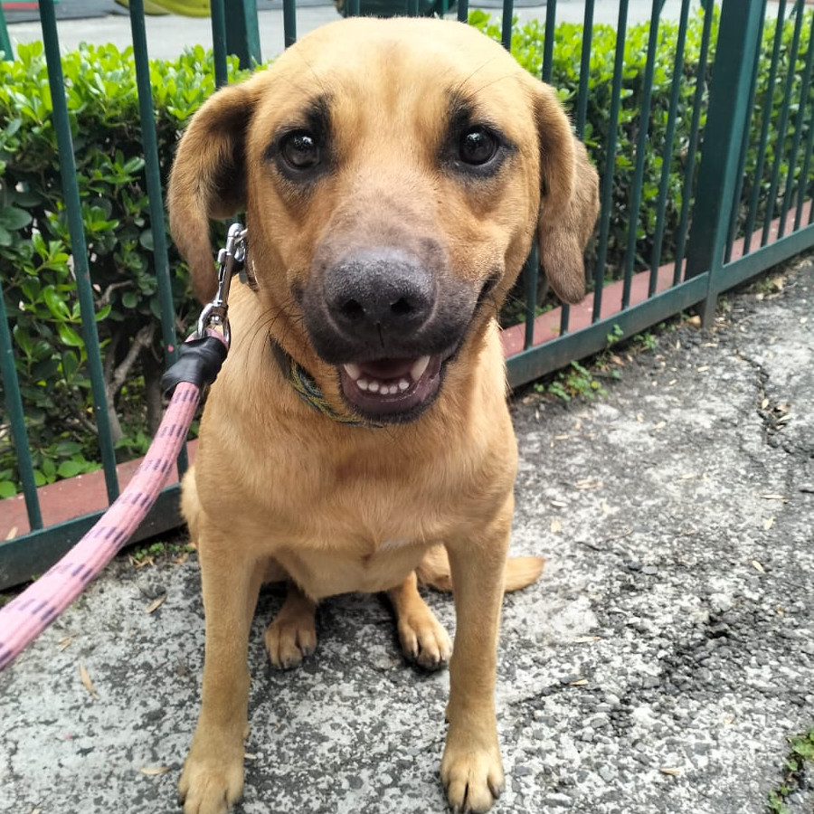  | Raza Mestiza | Encontrada